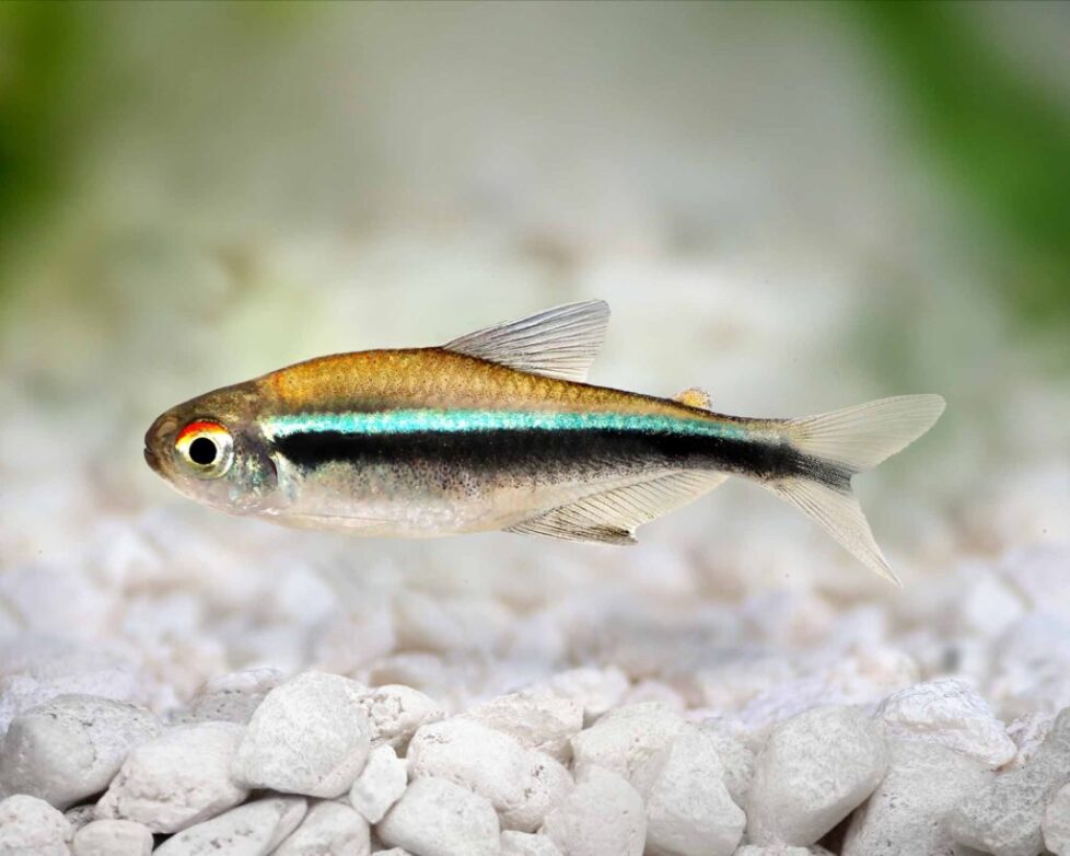 Garnelio-Zierfisch-neon-schwarz-hyphessobrycon-herbertaxelrodi-dnz[1]