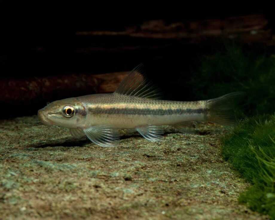 Garnelio-Zierfisch-saugschmerle-gyrinocheilus-aymonieri[1]